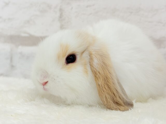 ホーランドロップ