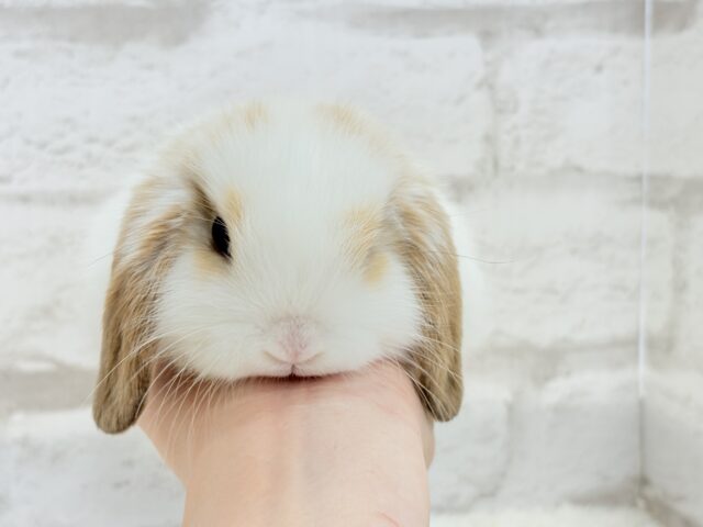 ホーランドロップ