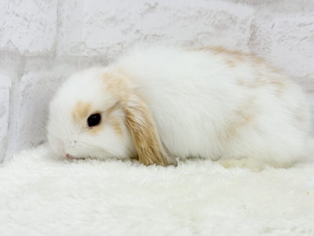 ホーランドロップ