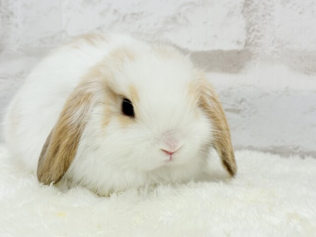 ホーランドロップ