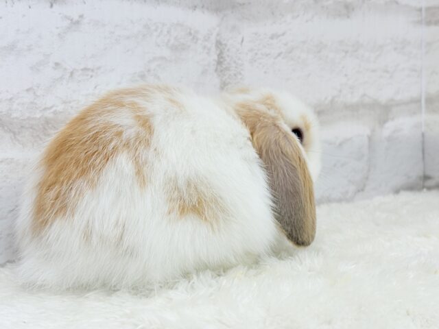 ホーランドロップ