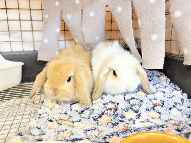 ホーランドロップ