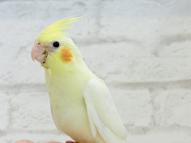 オカメインコ