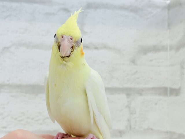 オカメインコ