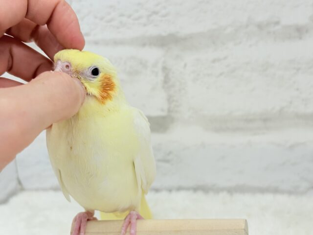 オカメインコ
