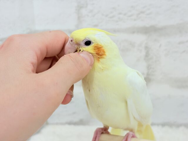 オカメインコ