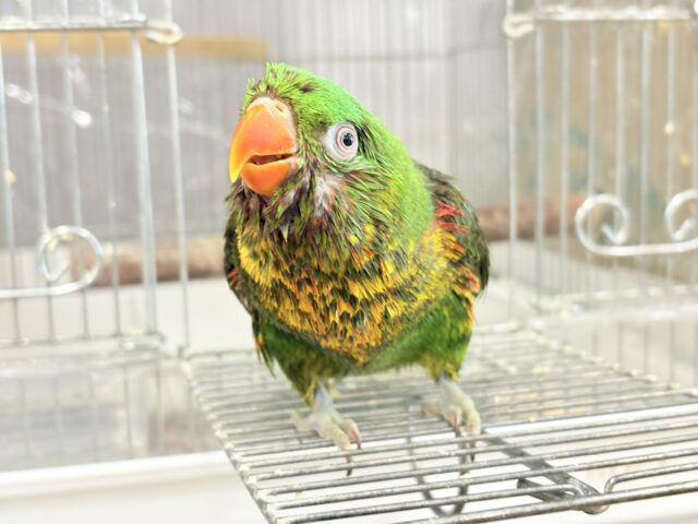 コセイガイインコ