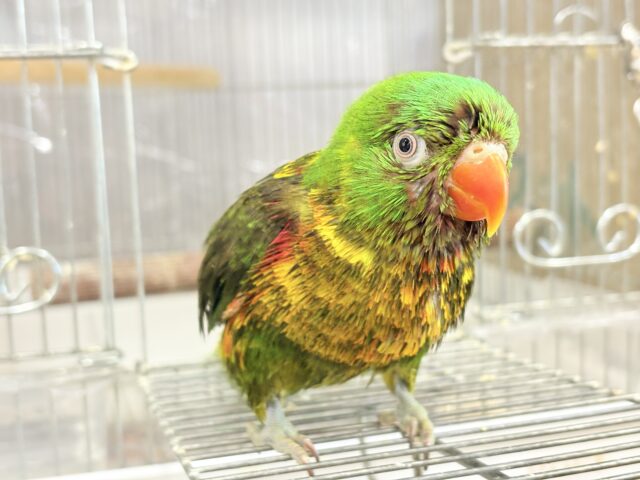 コセイガイインコ