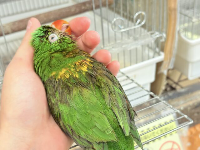 コセイガイインコ