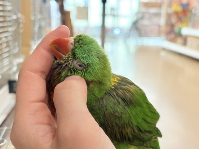 コセイガイインコ