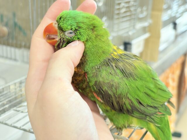 コセイガイインコ