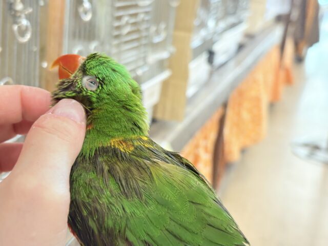 コセイガイインコ