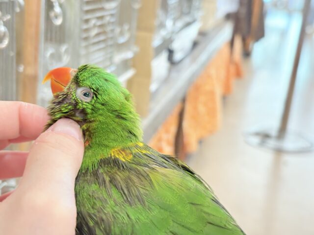 コセイガイインコ