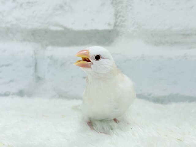 アルビノ文鳥