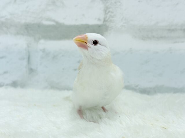 アルビノ文鳥