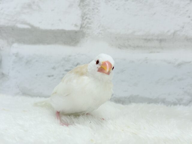 アルビノ文鳥
