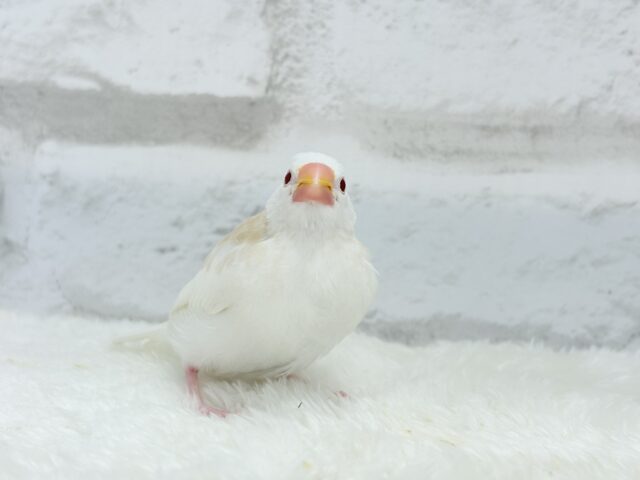 アルビノ文鳥