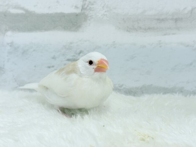 アルビノ文鳥