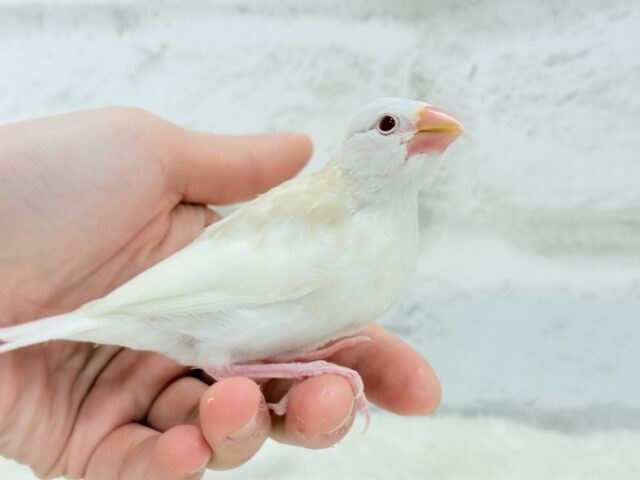 アルビノ文鳥