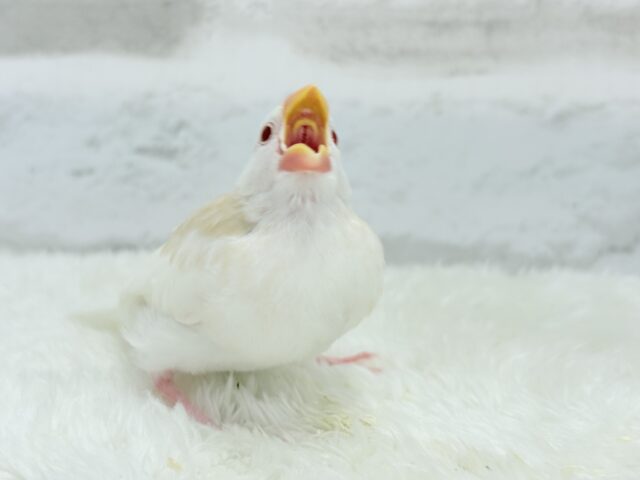 アルビノ文鳥
