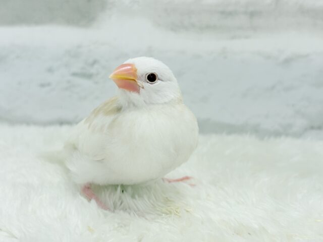 アルビノ文鳥