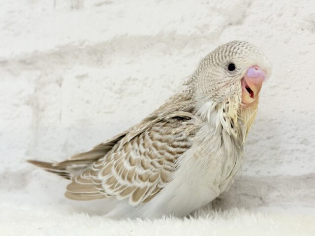 ジャンボセキセイインコ