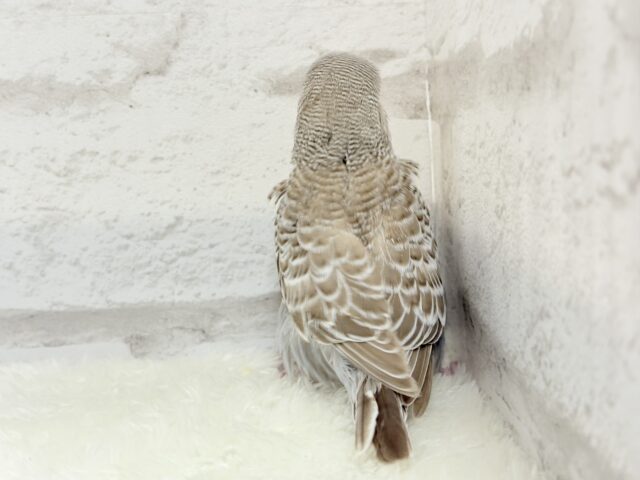 ジャンボセキセイインコ