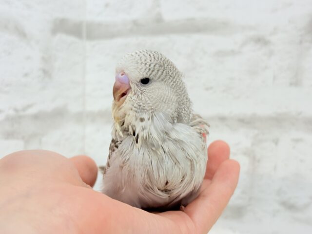 ジャンボセキセイインコ