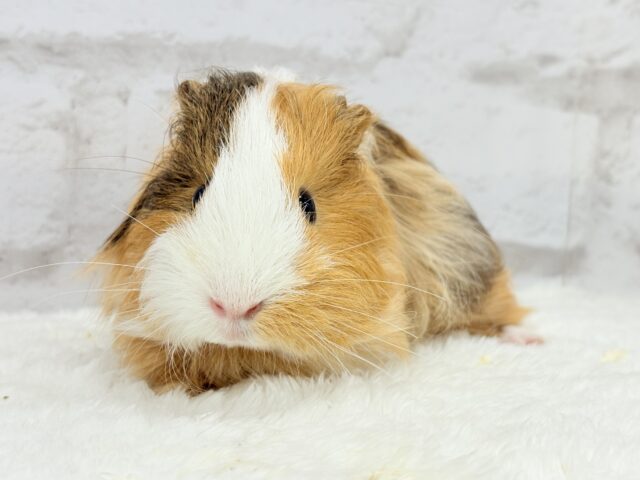 シェルティモルモット