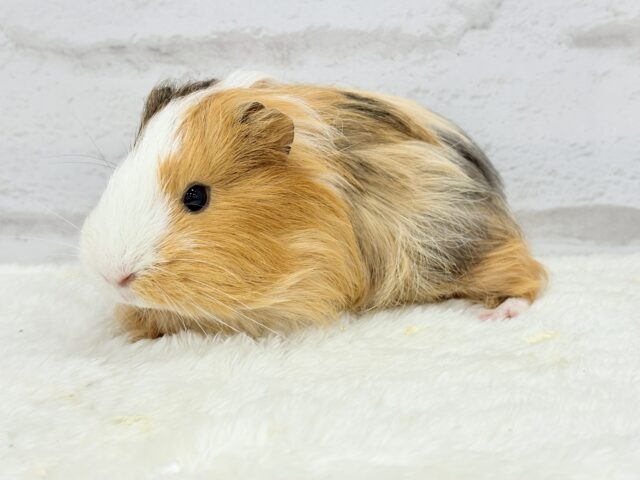 シェルティモルモット