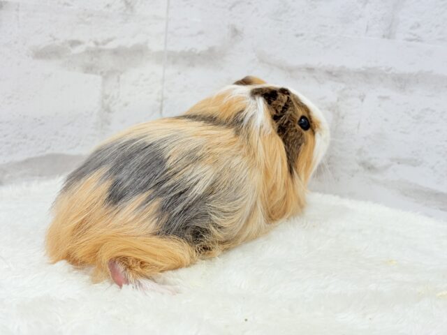 シェルティモルモット