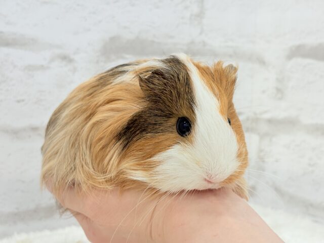 シェルティモルモット