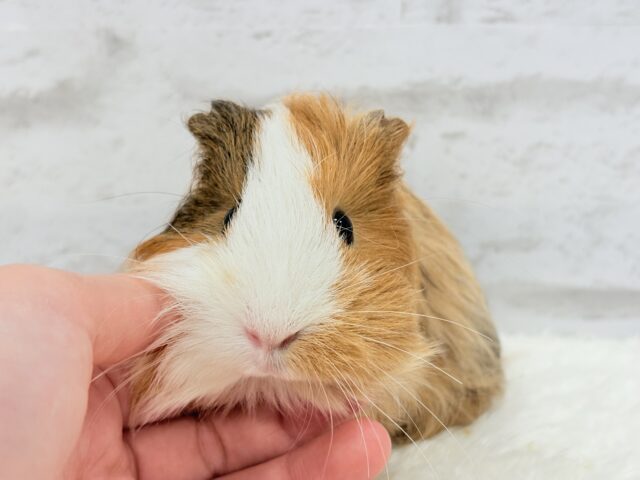 シェルティモルモット