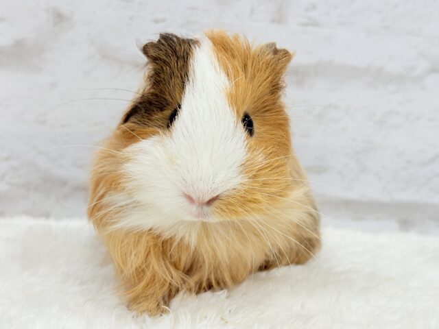 シェルティモルモット