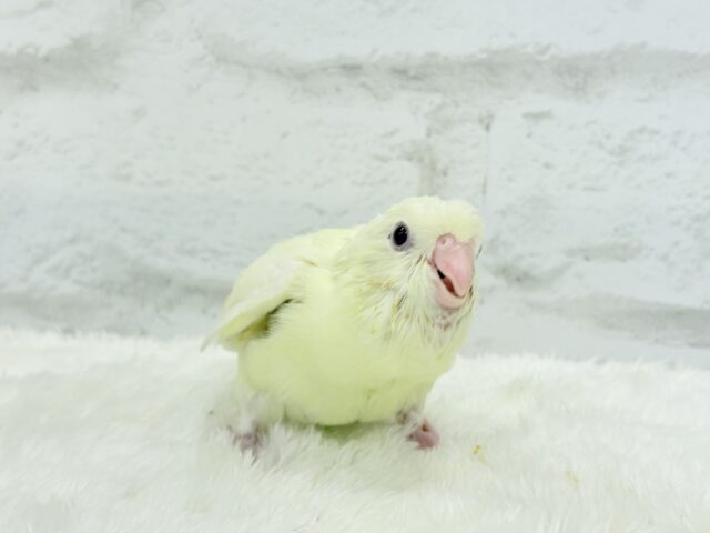 サザナミインコ