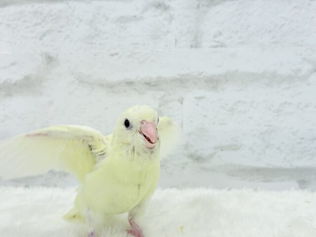 サザナミインコ