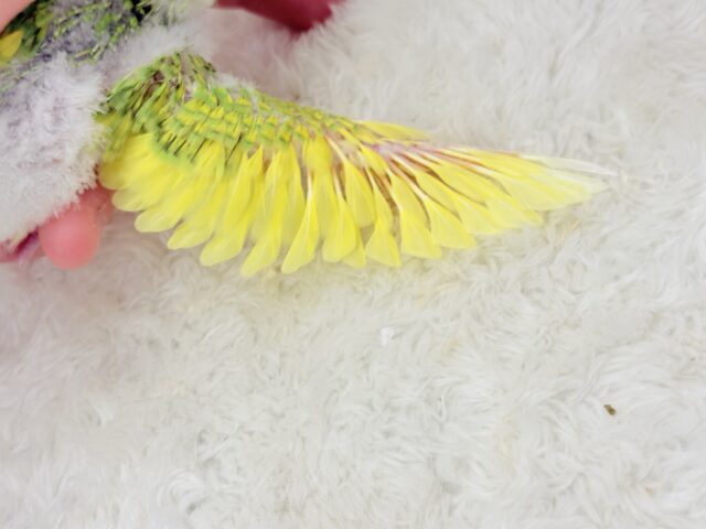 セキセイインコ