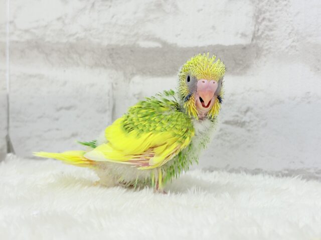 セキセイインコ