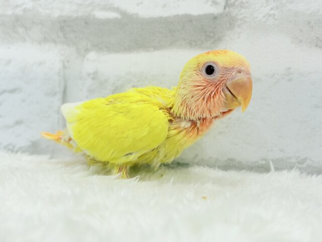 コザクラインコ（小桜インコ）