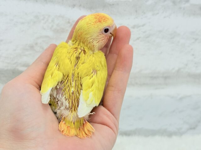 コザクラインコ（小桜インコ）