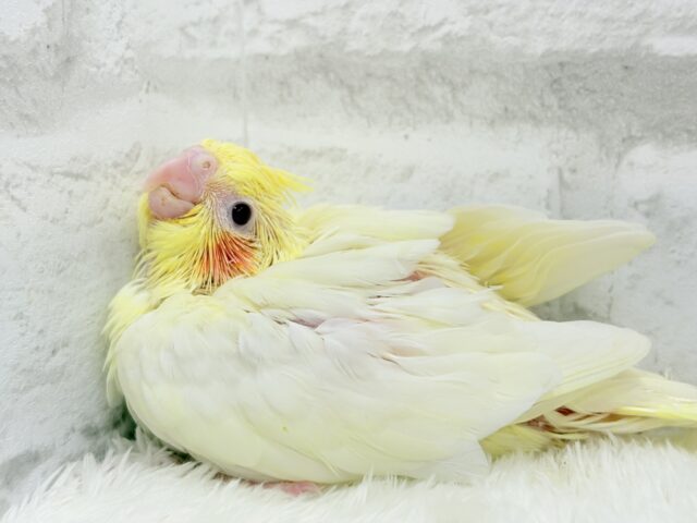 オカメインコ