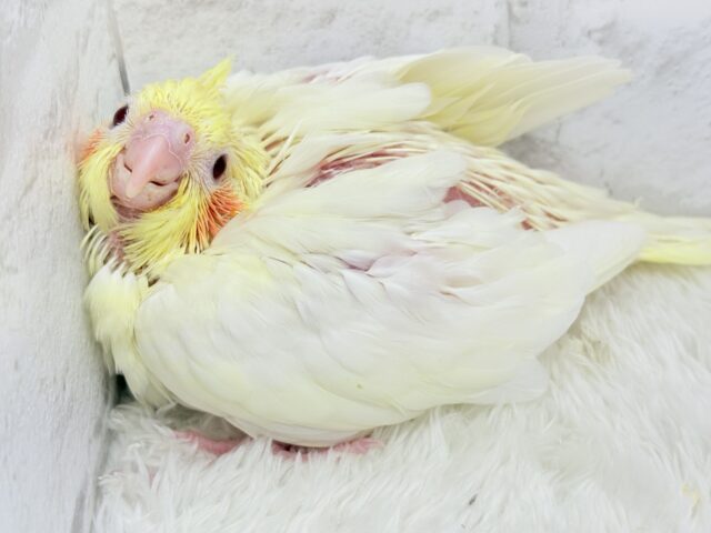 オカメインコ