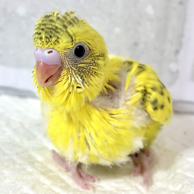 セキセイインコ