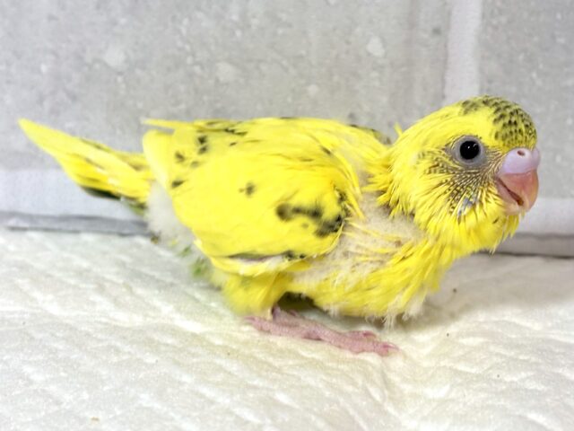 セキセイインコ