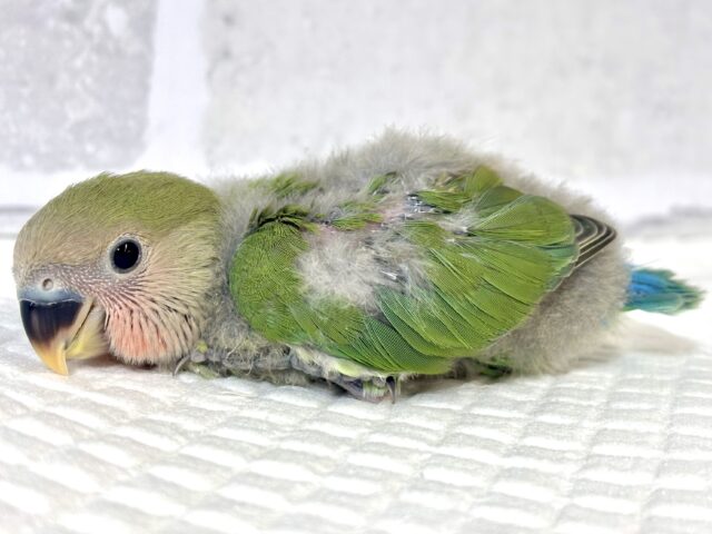 コザクラインコ（小桜インコ）