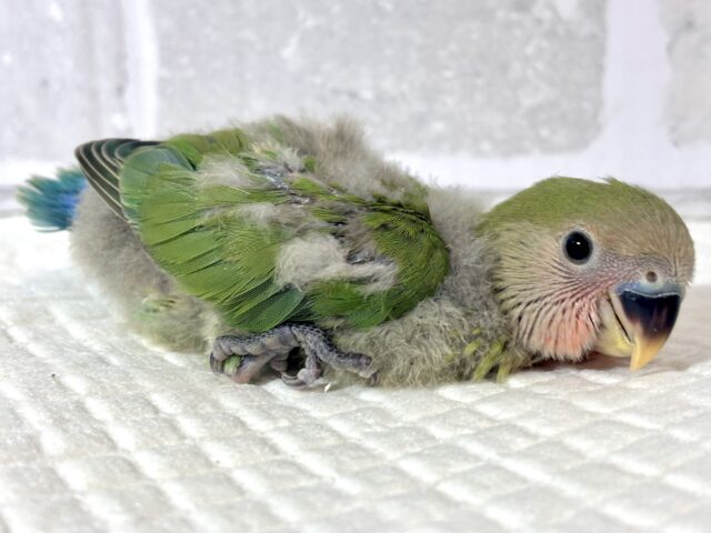 コザクラインコ（小桜インコ）