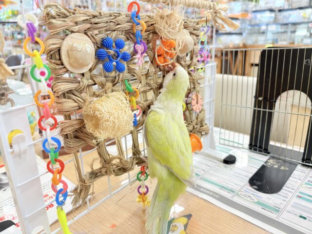 オキナインコ