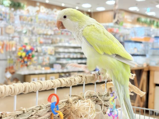 オキナインコ