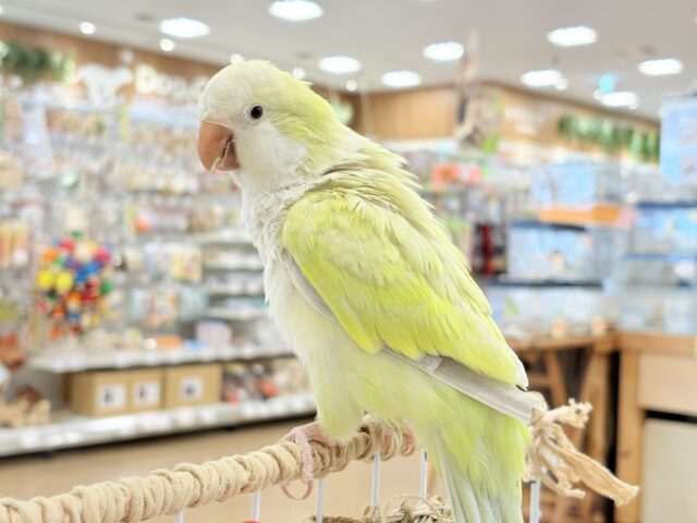 オキナインコ