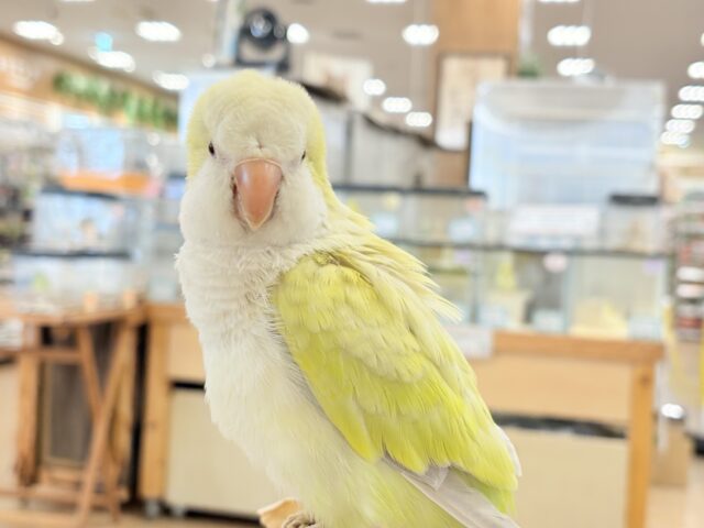 オキナインコ